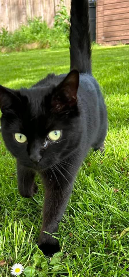 Happy pet (placeholder)